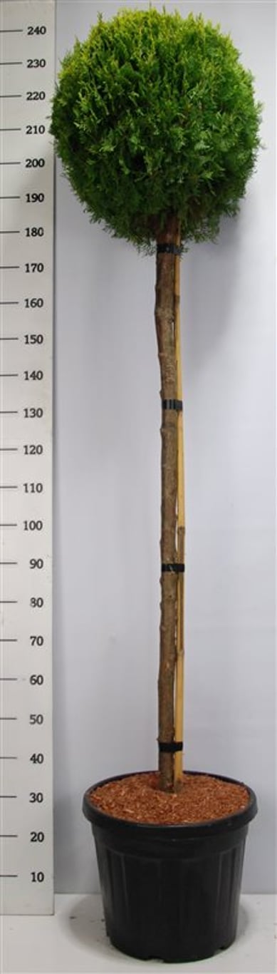 Platycladus or. 'Aurea Nana' - 150 CM Stem Cont.